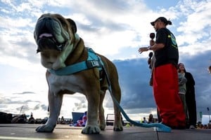 Roscoe, el bulldog inglés que acompañó a Hamilton en cada circuito del mundo.