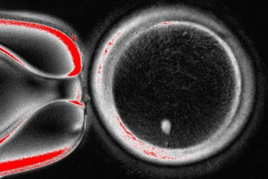 El círculo grande es el óvulo visto bajo un microscopio, el punto blanco en la parte inferior es el material genético tomado de una célula de la piel y colocado dentro.