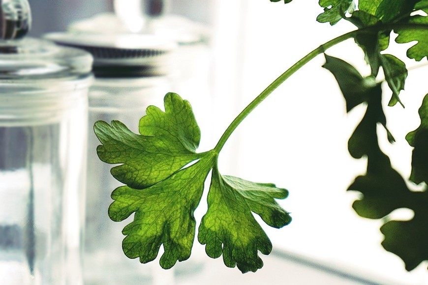 El perejil representa frescura y protección dentro de la tradición del Feng Shui.