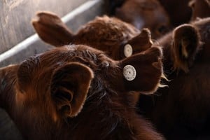 Un nuevo sistema de identificación obligatoria en 2026.