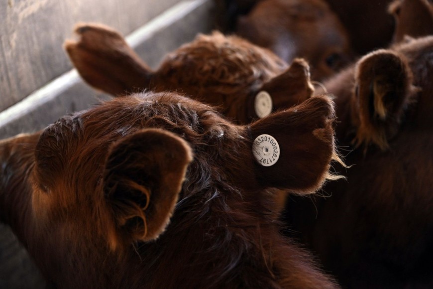 CARAVANA ELECTRONICA