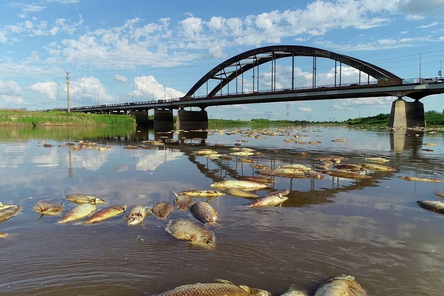 Los sábalos se ofrecen en Santa Fe en puestos ubicados a la orilla del río, por ejemplo, en la banquina de la Circunvalación Oeste.

Archivo.