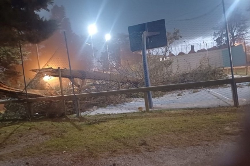 Un árbol de gran porte cayó sobre la cancha de básquet del club Loma Negra.
