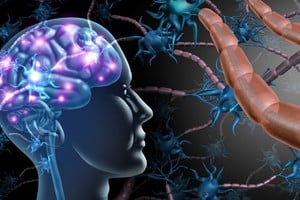 El cerebro selecciona y fortalece aquellas neuronas que resultan más eficientes