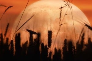 La luna llena de octubre también es llamada luna de cosecha.