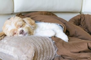 Un gesto de afecto y confianza entre perro y dueño.