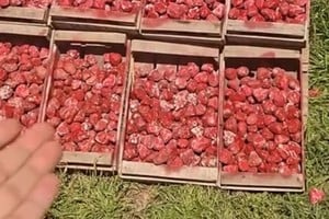 Las frutillas virales de Candioti, en Santa Fe.