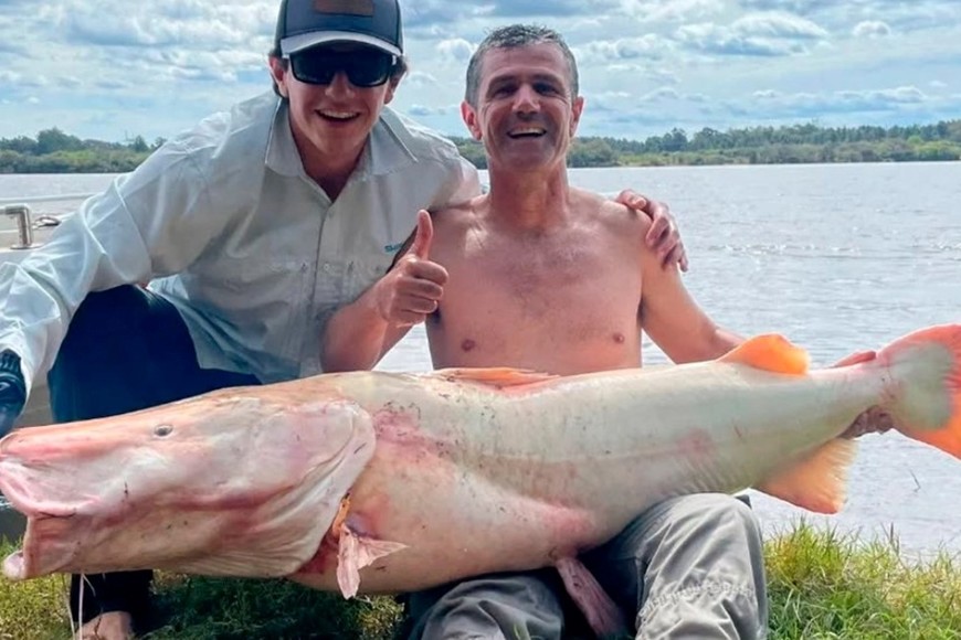 El surubí albino en el río Uruguay.