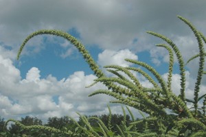El informe incluye recuentos quincenales de nacimientos de cinco especies clave –Conyza spp. (rama negra), Lolium spp. (raigrás), Hirschfeldia incana (nabillo), Brassica rapa (nabo) y Lamium amplexicaule (ortiga mansa)– en ocho localidades santafesina
