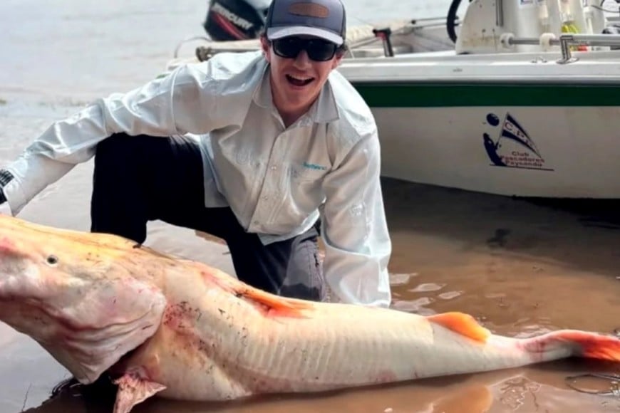 El surubí albino en el río Uruguay.
