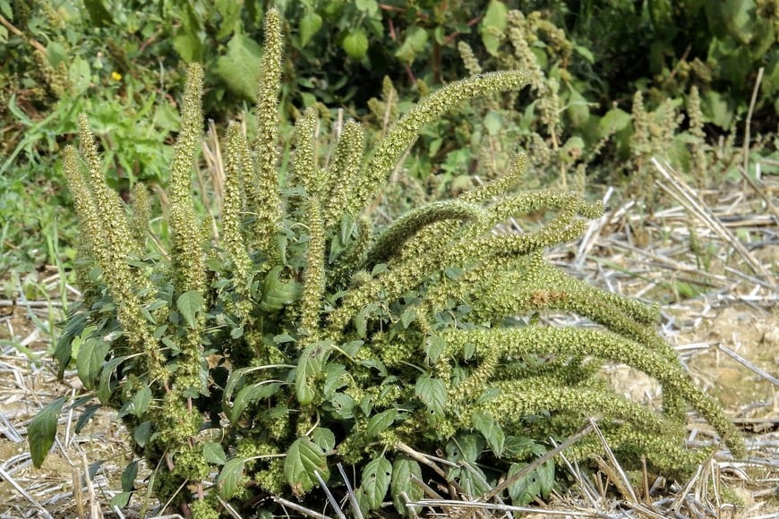 El informe incluye recuentos quincenales de nacimientos de cinco especies clave –Conyza spp. (rama negra), Lolium spp. (raigrás), Hirschfeldia incana (nabillo), Brassica rapa (nabo) y Lamium amplexicaule (ortiga mansa)– en ocho localidades santafesina