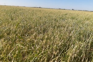 En su caso, las pérdidas fueron significativas: “Yo perdí el 35% de la cosecha. Tenía 600 hectáreas de trigo y perdí 220 hectáreas”, precisó.