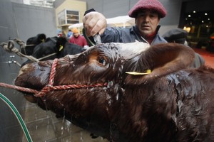 Exposición Rural de Palermo ARGENTINA-FARMERS/ - A farm worker sprays water on a bull at the annual Livestock, Agriculture and Industry Exhibition at the Palermo showground in Buenos Aires, July 24, 2008. Thousands of people are expected to visit the exhibition of more than 4,000 animals including various breeds of cattle and goats as well as an extensive range of farm machinery. Argentina is one of the world's biggest agriculture producers and half of its exports come from farms. REUTERS/Enrique Marcarian (ARGENTINA) buenos aires  122 exposicion rural argentina de palermo muestra del campo ganaderia y agricultura peon lavando bañando ganado vacuno