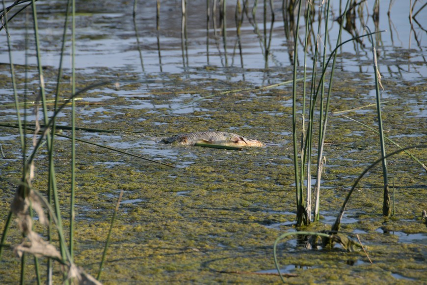 La Municipalidad tomó muestras del agua y de los peces muertos y articuló con el Ministerio de Ambiente para conocer las causas. Foto: Manuel Fabatía