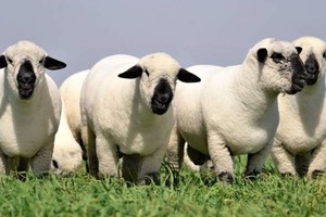 Un cordero alcanza las 3500 libras esterlinas en Carlisle, Gran Bretaña