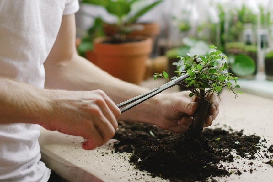 Ayuda a mantener la humedad controlada y reduce la proliferación de plagas.