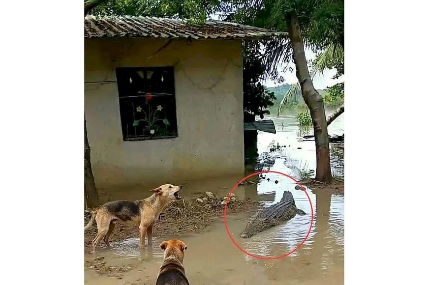 La fauna también sufre las consecuncias de los desbordes en México.