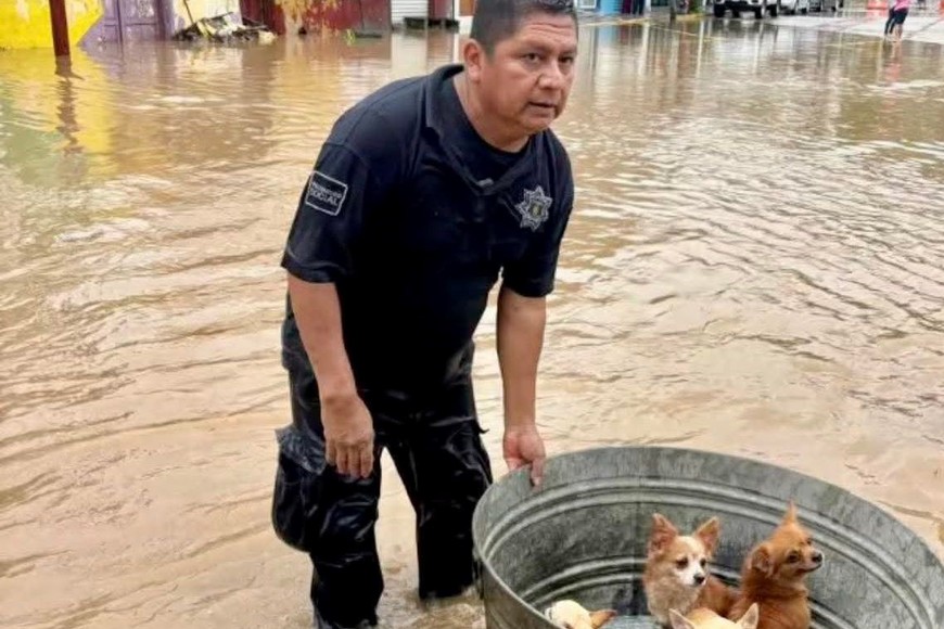 Las labores de rescate incluyeron a los animales.