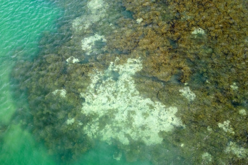 FILE PHOTO: A drone view shows bleached corals on the reef at the Costa dos Corais, in Japaratinga, in the State of Alagoas, in Brazil, April 16, 2024. REUTERS/Jorge Silva/File Photo