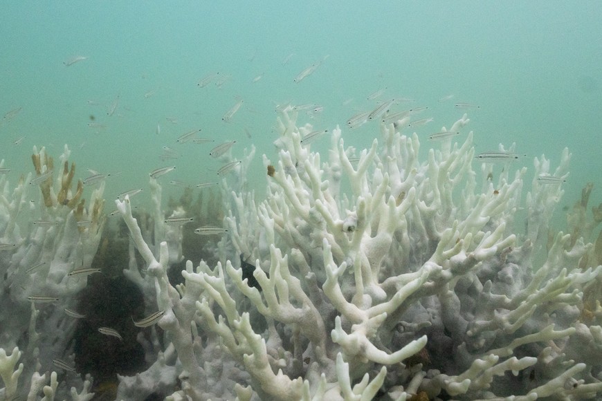 FILE PHOTO: Bleached coral is seen in a reef at the Costa dos Corais in Japaratinga in the state of Alagoas, Brazil April 16, 2024. REUTERS/Jorge Silva/File Photo