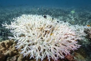 Los arrecifes de coral experimentan actualmente el peor blanqueamiento masivo registrado.