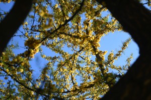 Se mantendrán las temperaturas primaverales. Crédito: Manuel Fabatía