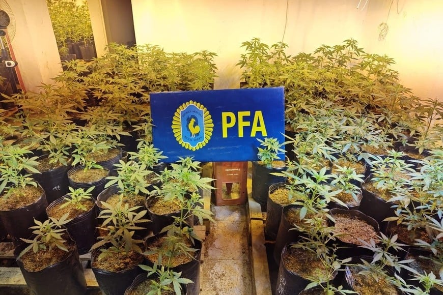 Vivero narco de Arroyo Leyes - juicio al abogado Osvaldo Ceresole