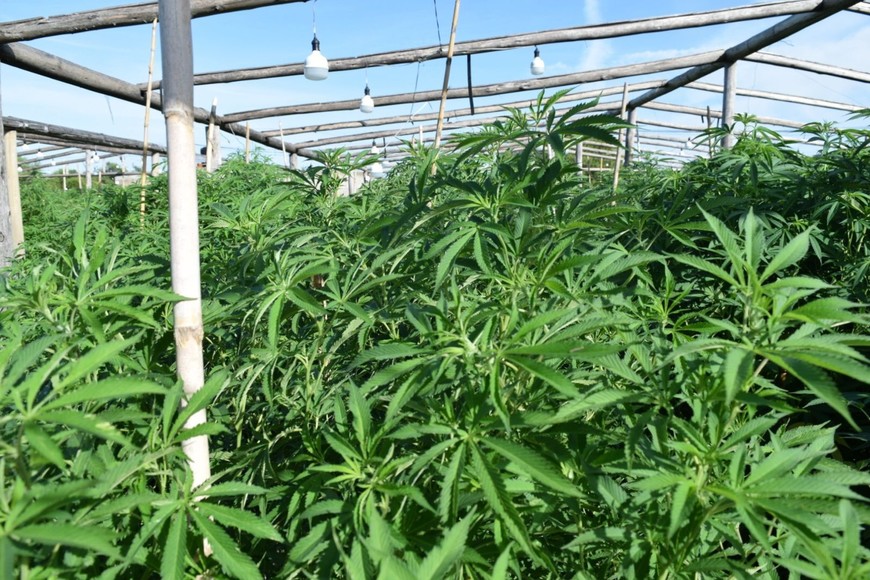 Vivero narco de Arroyo Leyes - juicio al abogado Osvaldo Ceresole