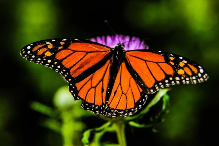 La presencia de las mariposas monarca refleja un entorno saludable. Foto: Centro Natural Sweetbriar