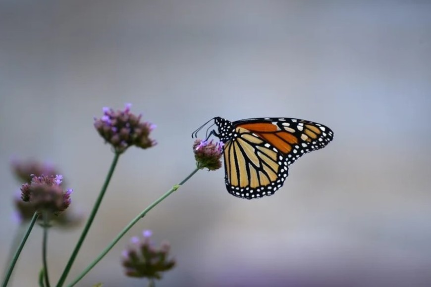 La mariposa monarca es de vital importancia para el medioambiente. Foto: Centro Natural Sweetbriar