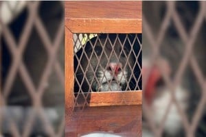 La aparición del felino causó un gran susto. Foto: Policía de la provincia de Santa Fe