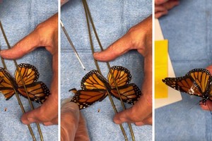 La experta registró el procedimiento y luego compartió el video en redes sociales.