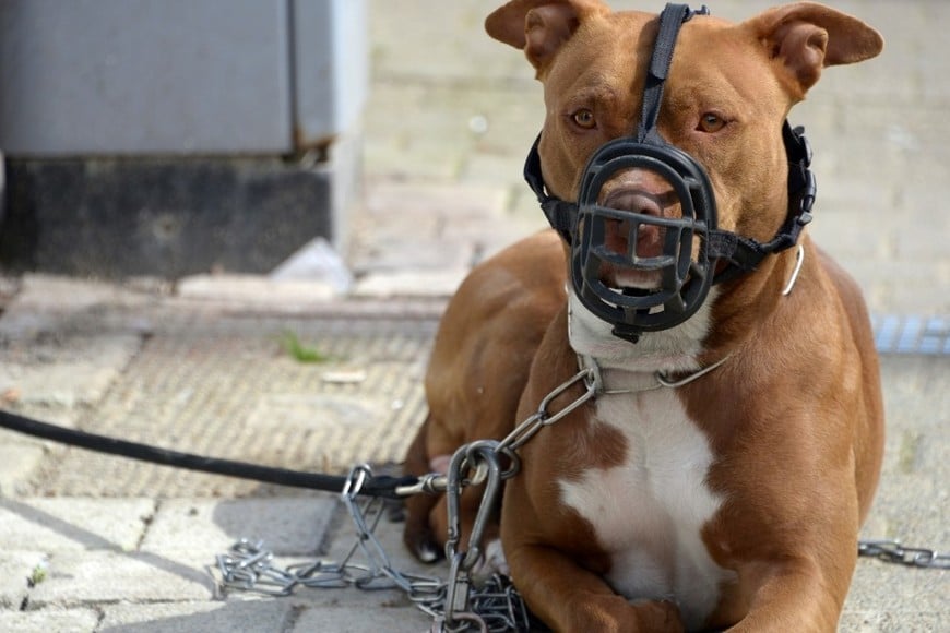 El suceso reaviva el debate sobre la regulación de razas consideradas peligrosas