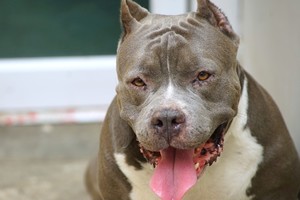 Un niño de 8 años fue agredido por su propio perro de raza pitbull