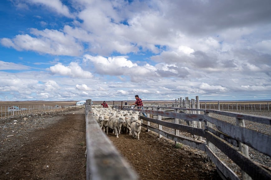Sheep are being led into a pen, in Punta Arenas, Chile February 7, 2023. REUTERS/Joel Estay Jara  NO RESALES. NO ARCHIVES.