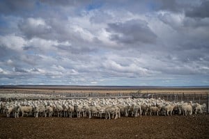 Sheep are kept in a fenced area, in Punta Arenas, Chile February 7, 2023. REUTERS/Joel Estay Jara NO RESALES. NO ARCHIVES.