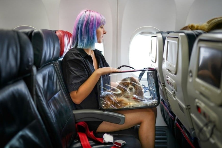 "El concepto de 'personas' se corresponde con el de 'pasajeros', por lo que una mascota no puede considerarse un 'pasajero'".