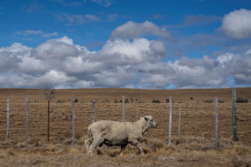 A sheep walks inside a fenced area, in Punta Arenas, Chile February 7, 2023. REUTERS/Joel Estay Jara  NO RESALES. NO ARCHIVES