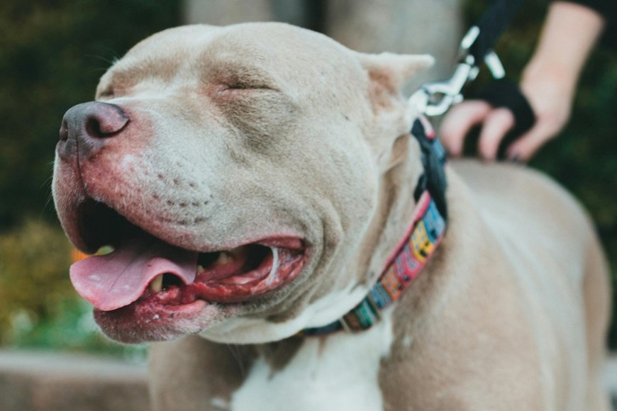 El incidente ocurrió el lunes por la noche en el domicilio familiar