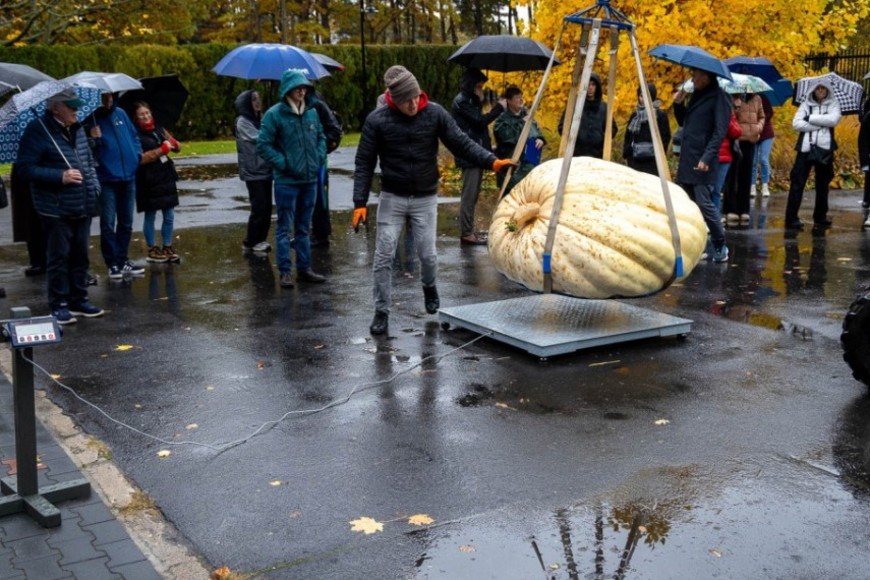 Las imagénes de la gigantesca calabaza recorren las redes sociales.