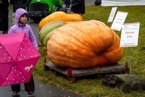 Las imagénes de la gigantesca calabaza recorren las redes sociales.