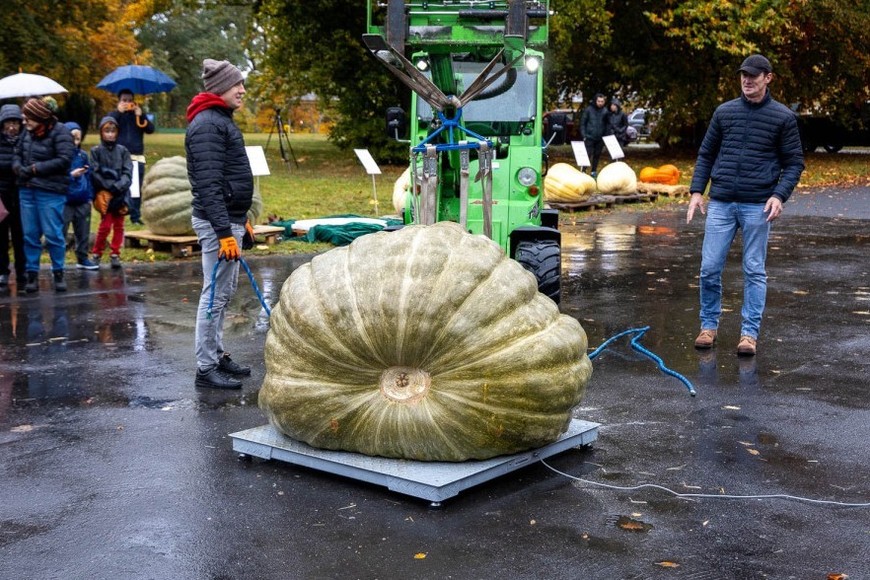 Las imagénes de la gigantesca calabaza recorren las redes sociales.