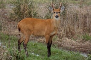 Ciervo de los pantanos, una de las especies en las que los investigadores hacen foco. Archivo.