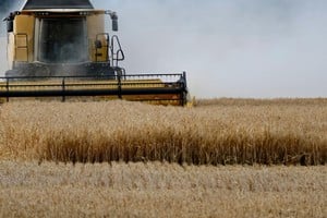 Trigo con 70% cosechado y fuerte avance de la soja temprana en la región