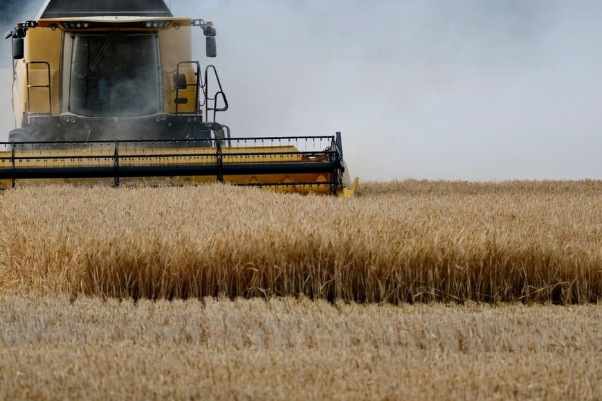 El relevamiento indicó que los trigales se encuentran en etapas de fructificación y comienzo de madurez.