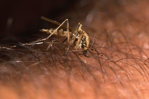 Se trata de la especie "Culiseta annulata"