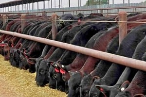 Tensión en el acuerdo comercial de Estados Unidos con Argentina por la importación de carne vacuna.