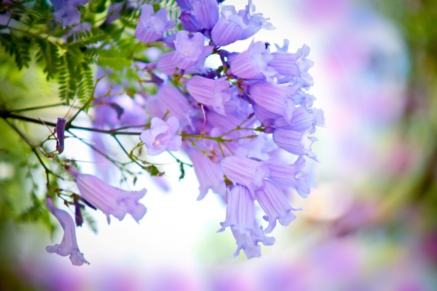 Jacarandás en plena floración llenan de violeta un parque urbano.