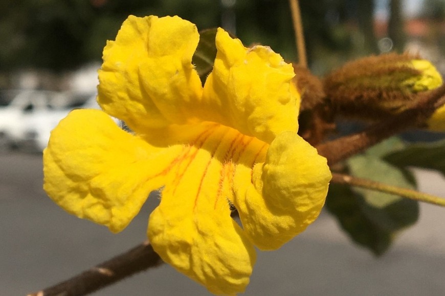 Lapachos amarillos adornando avenidas y espacios públicos de la ciudad.