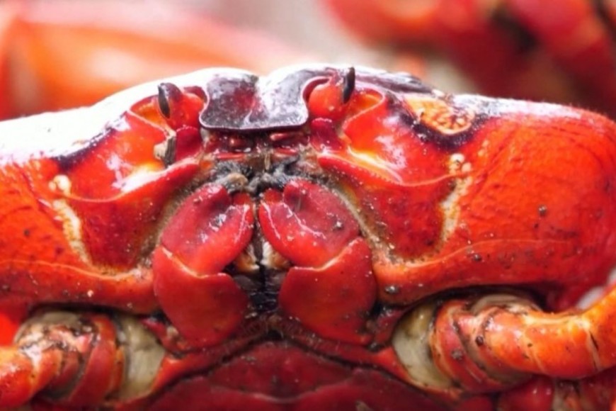 Los cangrejos rojos no son comestibles, debido a su sabor desagradable